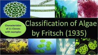 Classification of Algae by Fritsch  11 classes with characteristics and examples [upl. by Naillij961]