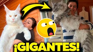 ¡Advertencia Estos Gatos Gigantes Rompen Todas las Reglas🔴 Los GATOS más GRANDES del Mundo [upl. by Anuhsal414]