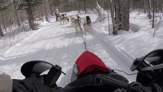 Watch Siberian Huskies in Sled Dog Racing [upl. by Ocicnarf]