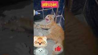 Starving cat video rescued cat feeding milk catsanctuary kittenrescue lostcat ytshorts [upl. by Adnirak710]