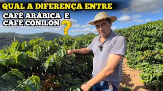 VEJA A DIFERENÃ‡AS QUE VOCÃŠ NÃƒO SABIA DO CAFÃ‰ ARÃBICA COM O CAFÃ‰ CONILON [upl. by Eisyak]