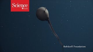 Watch this eel inflate its head like a balloon [upl. by Dynah854]