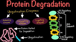 Protein Degradation via Ubiquitination and the Proteosome  Biochemistry [upl. by Ettesyl115]