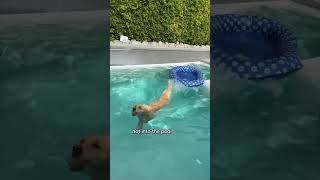 youtubeshorts doglover petfriendlytravel dogswimming dogfriendly [upl. by Caterina]