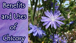 Benefits of Chicory [upl. by Neerehs]