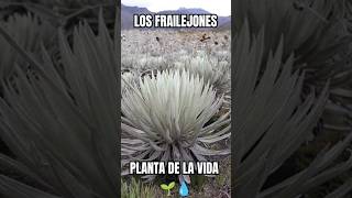 Frailejón en los Páramos de Colombia💧🌱🇨🇴 viral fraile paramount frailejon water life plants [upl. by Ludie476]