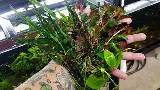 My top five EASY aquarium plants [upl. by Young582]