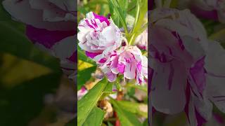 balsam flowers plantsgardening balsam flowersyoutubeshorts [upl. by Aivul]