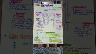 Nephron physiology and biology [upl. by Dorthy]