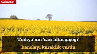 Trakyanın sarı altın çiçeği kanolayı kuraklık vurdu [upl. by Asseniv]