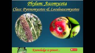 Class Pyrenomycetes and Loculoascomycetes Phylum Ascomycota [upl. by Reiniar]