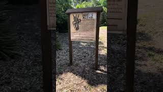 Timucua Midden Mound at Anclote River Park Revisited [upl. by Assiled]