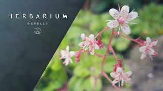 Saxifraga x geum  Prattling Parnell [upl. by Wilser]