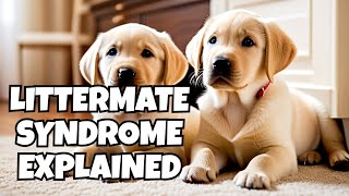 Understanding Littermate Syndrome What Every Pet Owner Should Know [upl. by Kruse]