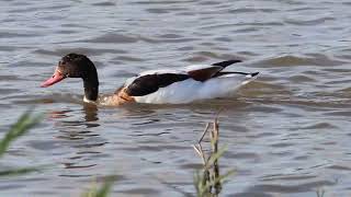 Shelduck [upl. by Bekah]