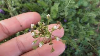 Capsella bursapastoris known by its common name shepherds purse [upl. by Hedvige]