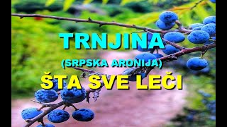 TRNJINA SRPSKA ARONIJA  ŠTA SVE LEČI [upl. by Syxela683]