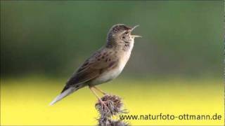 Der Feldschwirl  Grasshopper Warbler [upl. by Erlinna]