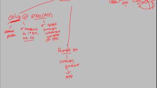 Photosynthesis  Cyclic Electron Flow  BIALIGYcom [upl. by Starinsky]