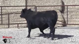 Redland Angus Lot 113 [upl. by Chappy]