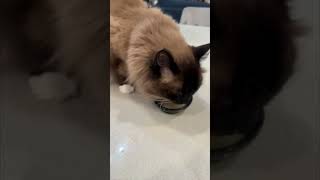 Cute Coco the Cat Loves Her Bone Broth Soup  Arizona Cuddly Ragdoll Cats shorts [upl. by Eymaj600]