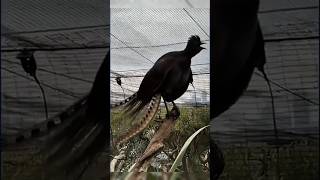 Most terrifying Bird Sound ‼️😱 [upl. by Tremayne474]