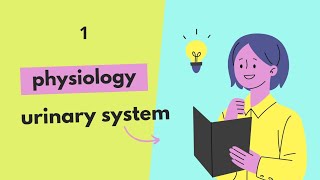 physiology of urinary system 1 [upl. by Bernardine606]