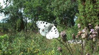 Parnassius apollo apollo [upl. by Bannon]