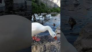 Geese at Cahir Castle Tipperary [upl. by Alissa256]