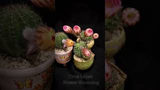 Time lapse flower cactus blooming Witness the magical beauty of a cactus flower in full bloom P12 [upl. by Monda294]