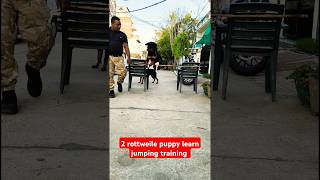 2 rottweile puppy learn jumping training session 234 shorts [upl. by Nannie]