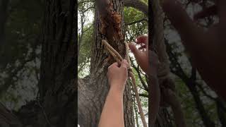 When climbing trees I trust this knot [upl. by Emily]