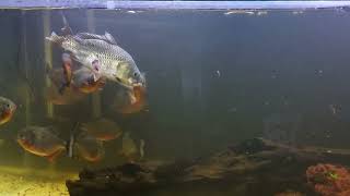 Amazon Piranha Red Belly Feeding Carp Makan Piranha WARNING LIVE FEEDING [upl. by Fessuoy773]