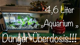 Aquarium völlig überdüngt aquarium aquaristik aquascape [upl. by Leunamnauj148]