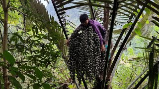 Harvest natural fruits and bring them to market Simple meal  Ly Dinh Quang [upl. by Goggin]