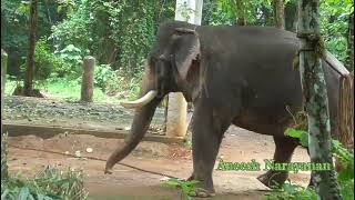 അന്ന് സത്യം പറഞ്ഞാൽ ഇടഞ്ഞതല്ല പേടിച്ചതാkodanad peelandikodanadpeelandi [upl. by Wulf]