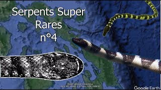 Serpents Super Rares n°4  Queues plates et dents diguane [upl. by Ssur182]