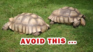 The ULTIMATE SULCATA spurred Tortoise food list amp diet [upl. by Annice]