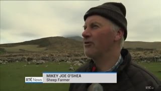 IRISH FARMERS STRONG ACCENT IN COUNTY KERRY IRELAND  MISSING SHEEP [upl. by Delila999]