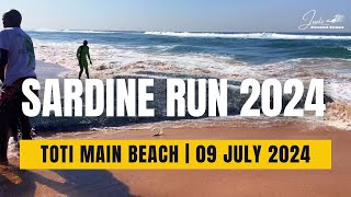 Sardine Run 2024  Toti Main Beach  09 July 2024 SardineRun2024 [upl. by Oliver]