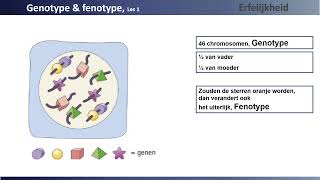 Erfelijkheid les 1 Genotype Fenotype KOLD [upl. by Ches970]