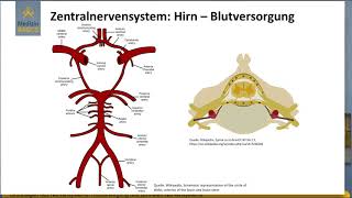 09 Blutversorgung des zentralen Nervensystems [upl. by Manoff]