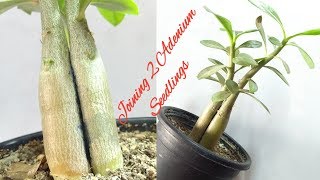 How To Join Two Adenium Seedlings  Grafting Of Two Adenium Seedlings [upl. by Janine]