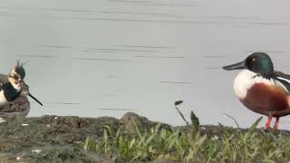 Longbilled Dowitcher RSPB Rainham Marshes 311025 [upl. by Belanger]