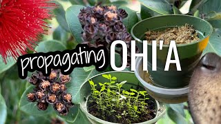 Propagating Ohia vlog  Oahu Hawaii [upl. by Orit219]