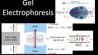 Electrophoresis [upl. by Kalindi205]