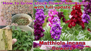 How to grow stock flower from seed with updateस्टॉक फूल को बीज से कैसे उगायेstockflower [upl. by End]