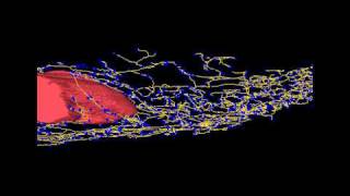 Mammary gland ductal tree reconstruction using ImageJ 3D viewer in Fiji [upl. by Margherita957]