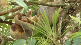 Hoffmanns Twotoed Sloth Choloepus hoffmanni with baby Costa Rica [upl. by Meletius]