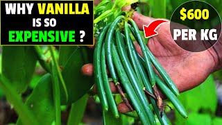 Why Vanilla Is So Expensive  Vanilla Farming  Vanilla Bean Cultivation  Discover Agriculture [upl. by O'Shee]